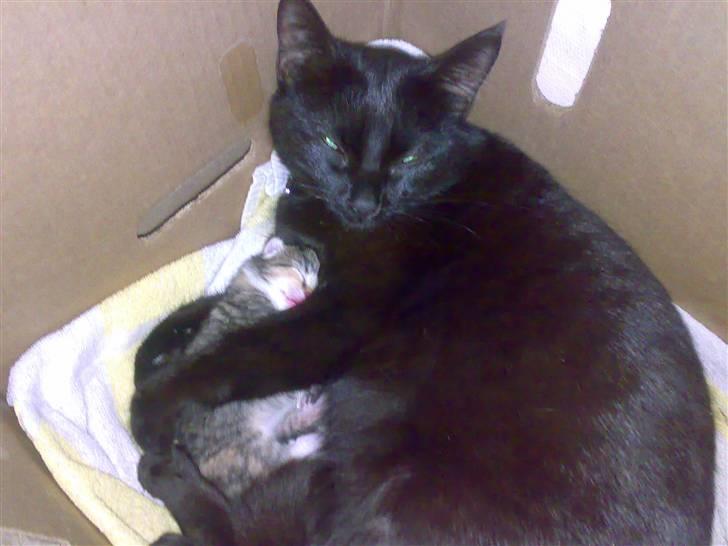 Huskat ¤Mille¤  - Da jeg var en dag gamel sammen med min mor<,3 billede 2