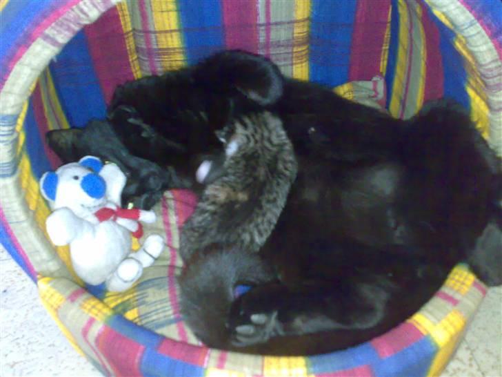 Huskat ¤Mille¤  - det godt og få noget at spise billede 3