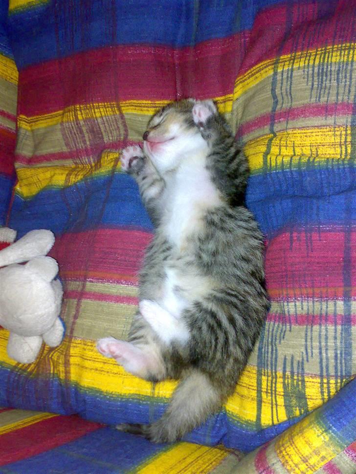 Huskat ¤Mille¤  - Gab så ligger man lige og feder den billede 4