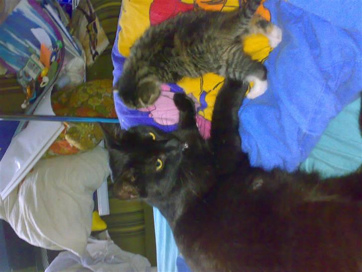 Huskat ¤Mille¤  billede 5