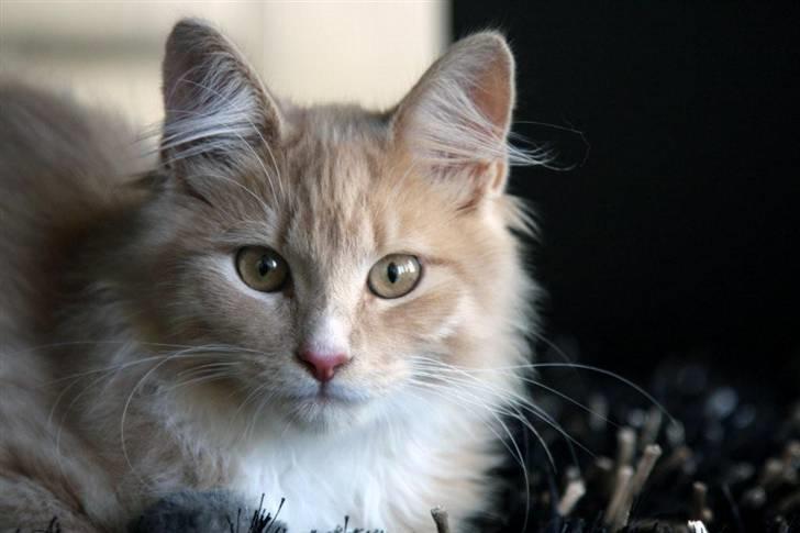 Maine Coon Victor billede 2