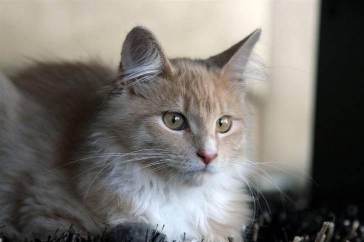 Maine Coon Victor billede 3