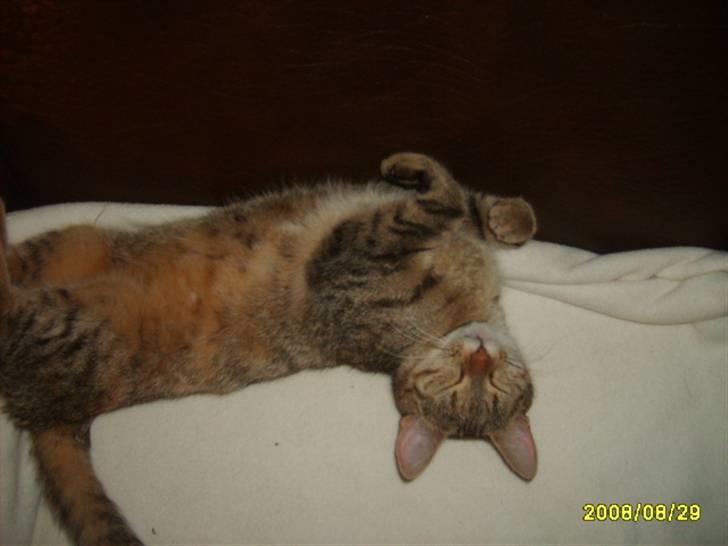 Huskat sally (R.I.P) - nyt billede 17