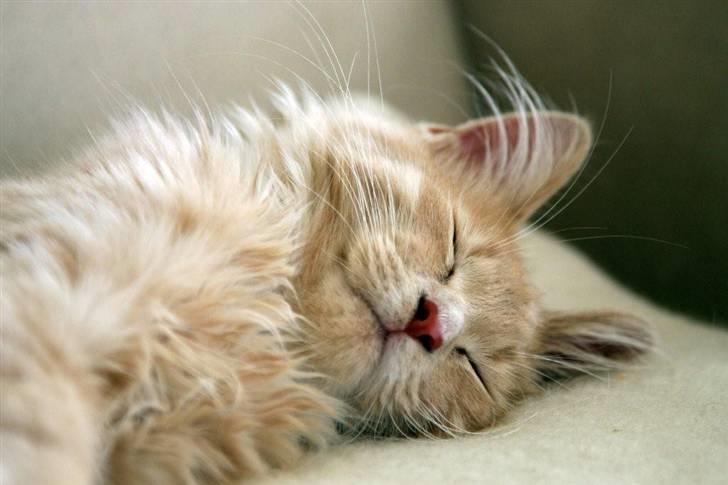 Maine Coon Victor billede 4