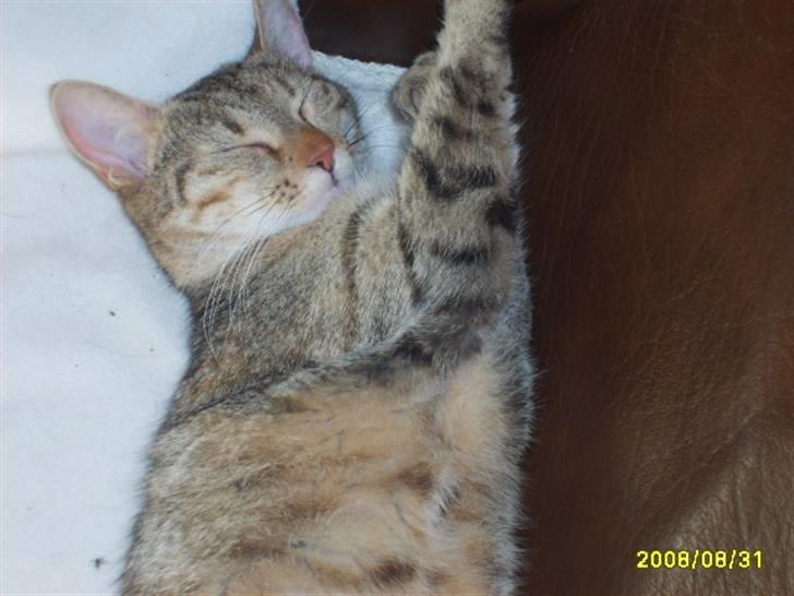 Huskat sally (R.I.P) - nyt billede 18