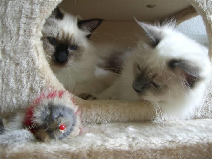 Hellig Birma Amaze - drøm sødt <3 billede 14