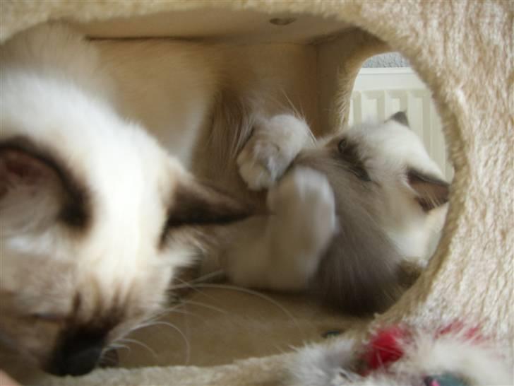 Hellig Birma Amaze - drøm sødt <3 billede 15