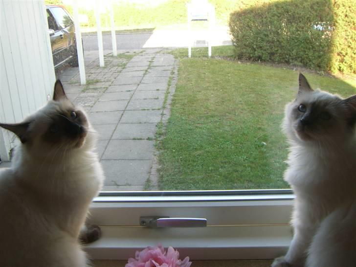 Hellig Birma Amaze - drøm sødt <3 billede 16