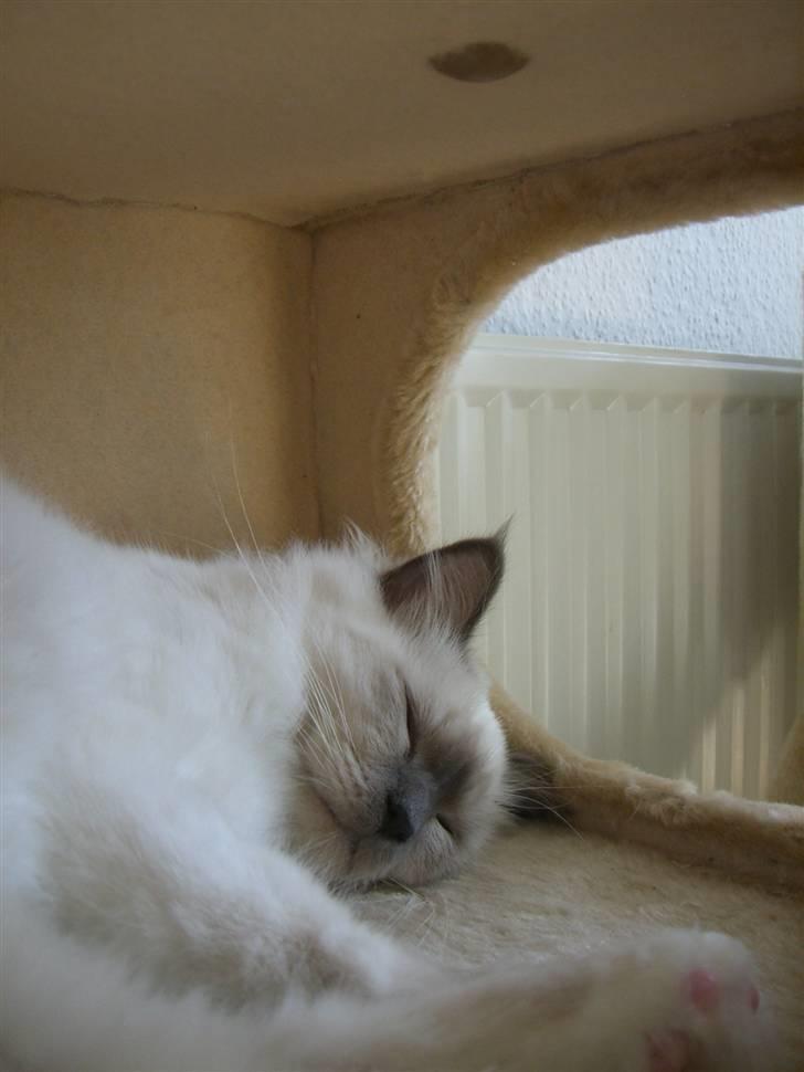 Hellig Birma Amaze - drøm sødt <3 billede 17