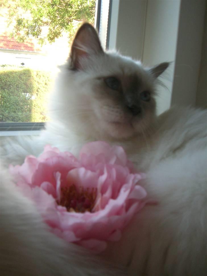 Hellig Birma Amaze - drøm sødt <3 billede 18