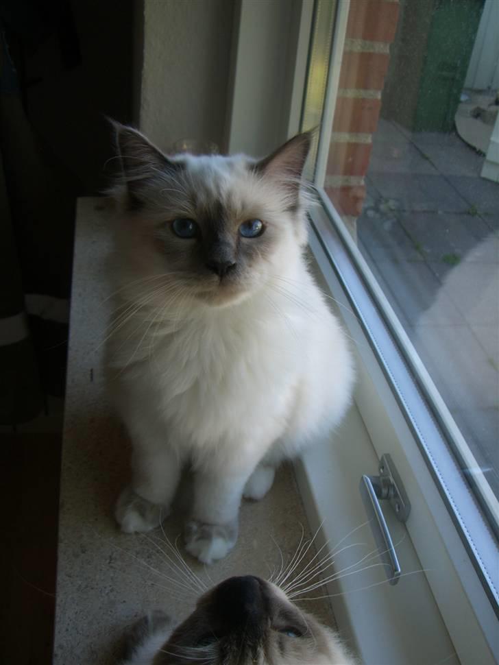 Hellig Birma Amaze - drøm sødt <3 billede 19