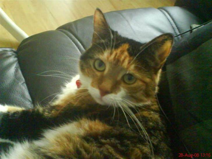 Huskat Cille - Cillemissen i sofaen. Sød ikk? billede 1