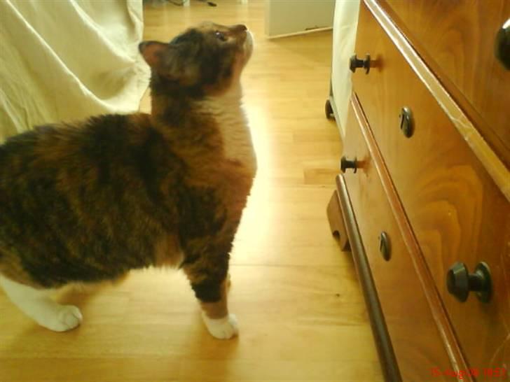 Huskat Cille - Hun er lige kommet indenfor i sit nye hjem, så der skal lugtes og lyttes. billede 2