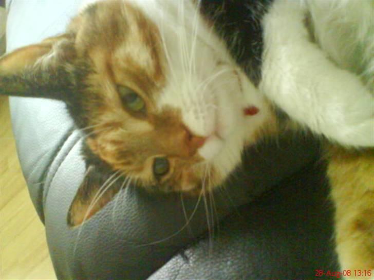 Huskat Cille - Cille<3 billede 3