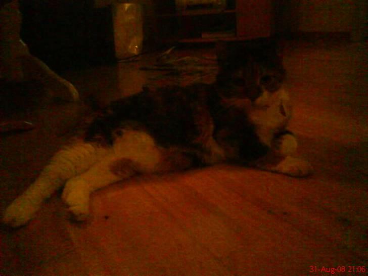 Huskat Cille - <3<3 billede 4