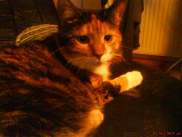 Huskat Cille - <3 Cille billede 5