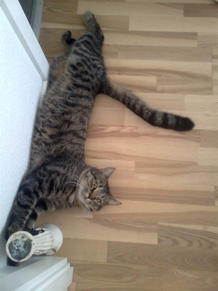 Blanding af racer Milo * !  - Lækkermissen.! billede 1