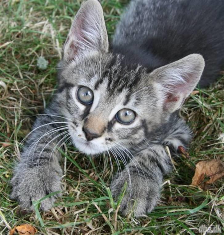 Blanding af racer Milo * !  - En af mine første timer i jagt undervisning ;) billede 2