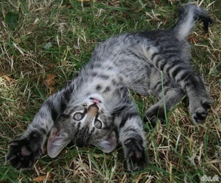 Blanding af racer Milo * !  - Se miig, helt tosset :) billede 3