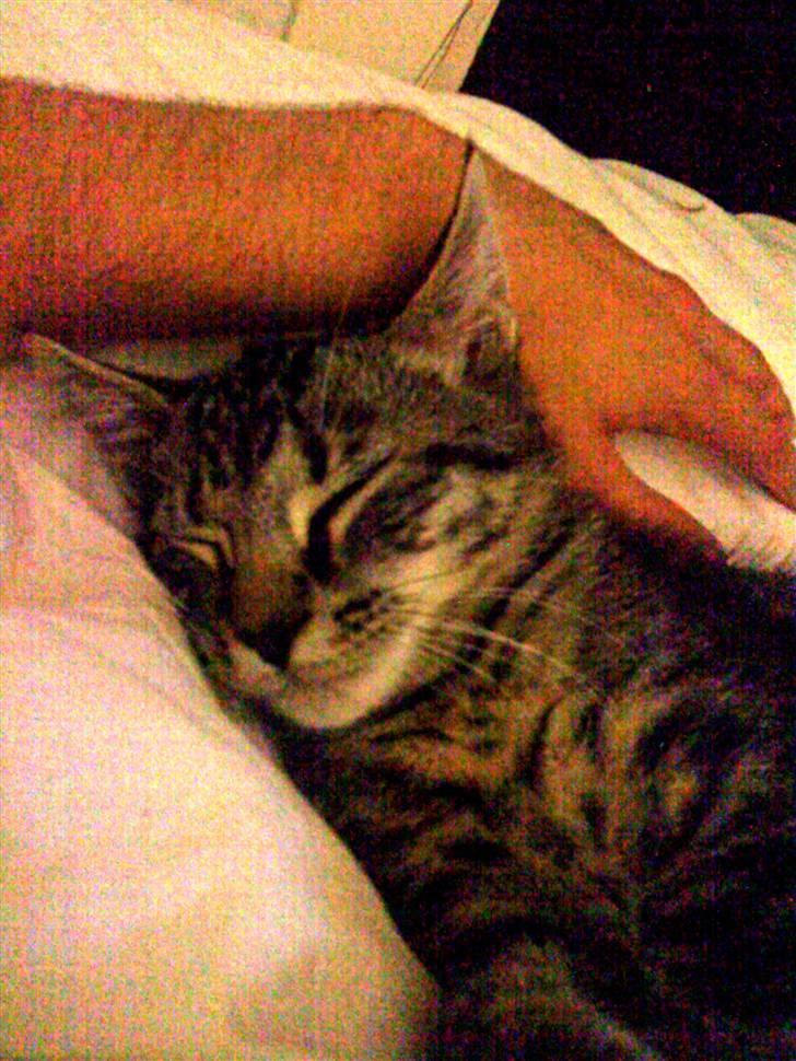 Blanding af racer Milo * !  - Sover billede 4