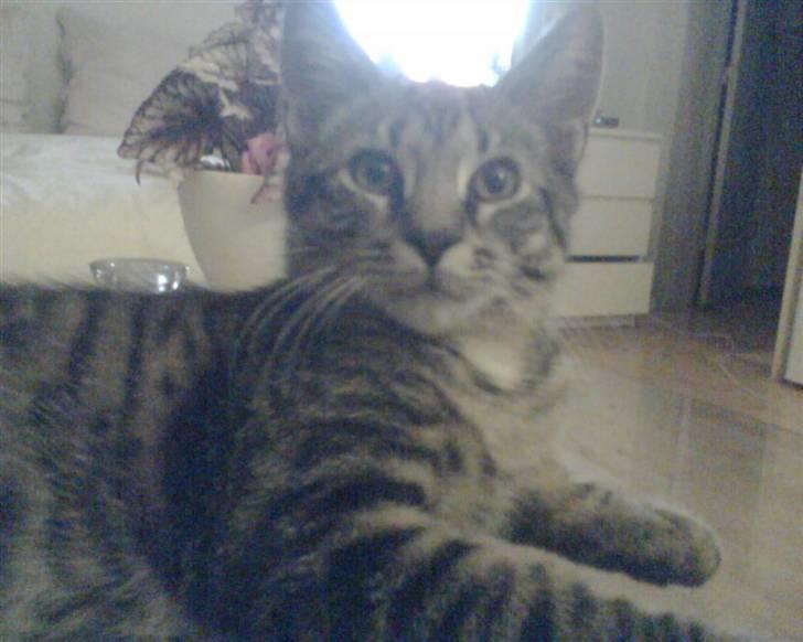 Blanding af racer Milo * !  - SHOK mor, vil gerne lii advares næste gang billede 5