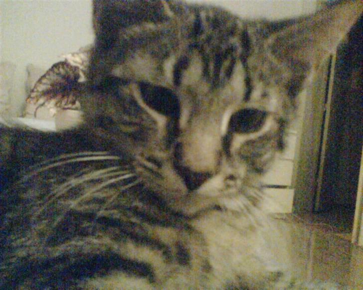 Blanding af racer Milo * !  - Se mit fine M i panden :D billede 6