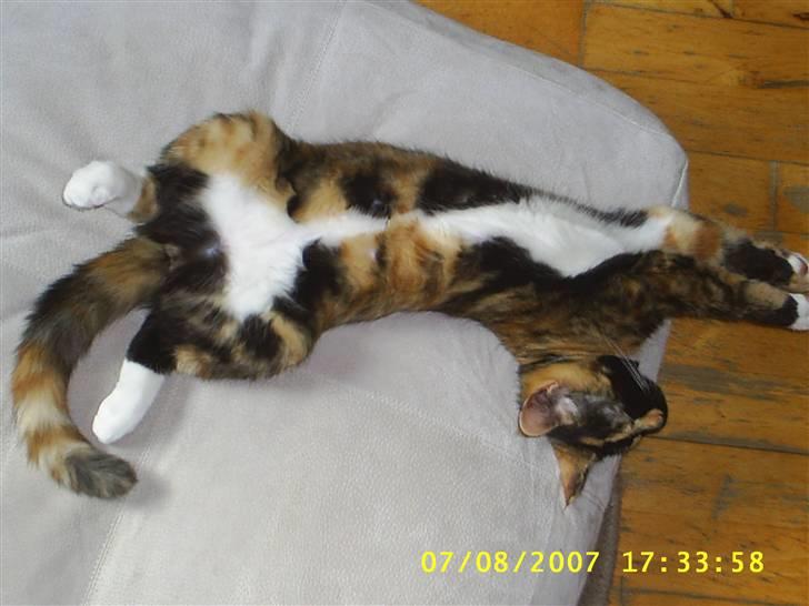 Blanding af racer Coco chanel billede 11