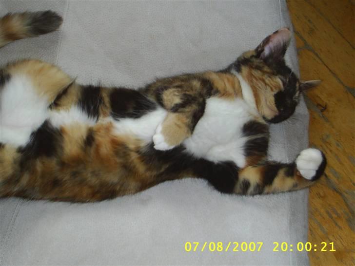 Blanding af racer Coco chanel billede 12