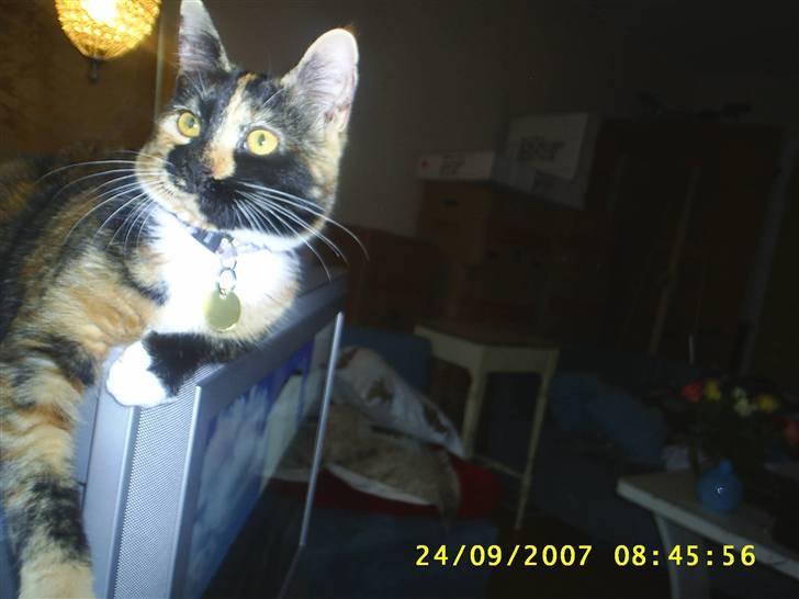 Blanding af racer Coco chanel billede 13