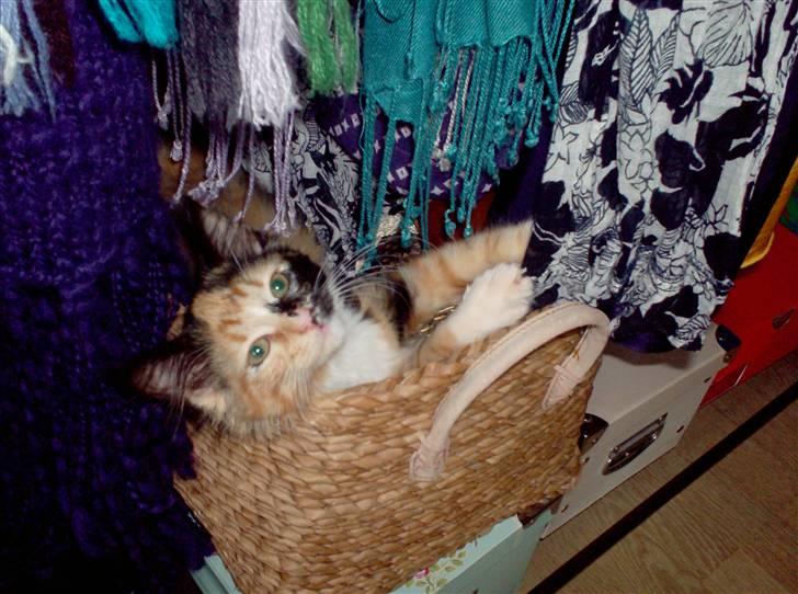 Norsk Skovkat Minnie billede 1