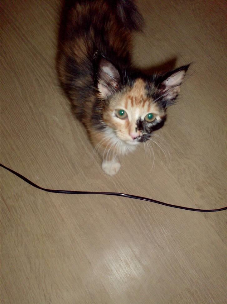 Norsk Skovkat Minnie billede 2