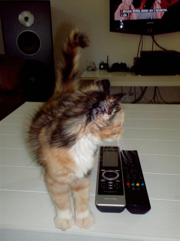 Norsk Skovkat Minnie billede 3