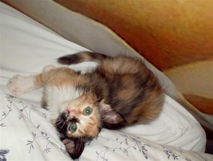 Norsk Skovkat Minnie billede 4