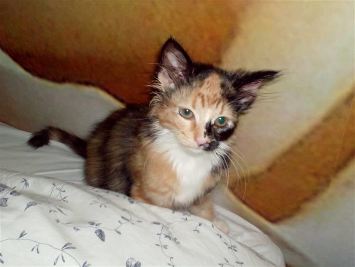 Norsk Skovkat Minnie billede 5