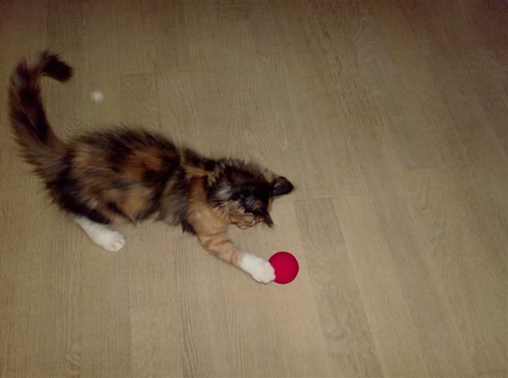 Norsk Skovkat Minnie billede 6