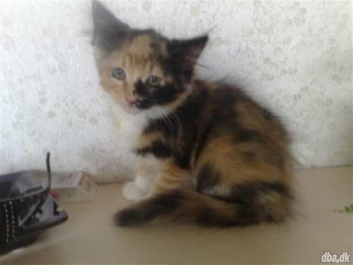 Norsk Skovkat Minnie billede 7