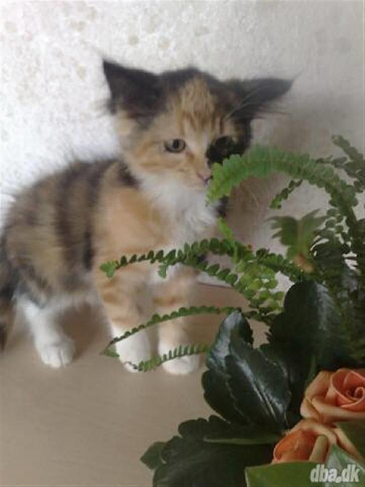 Norsk Skovkat Minnie billede 8