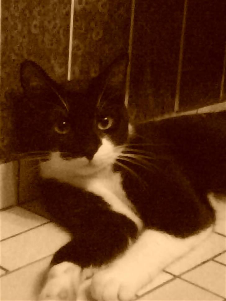 Huskat Kouvo.. ' Død * billede 1