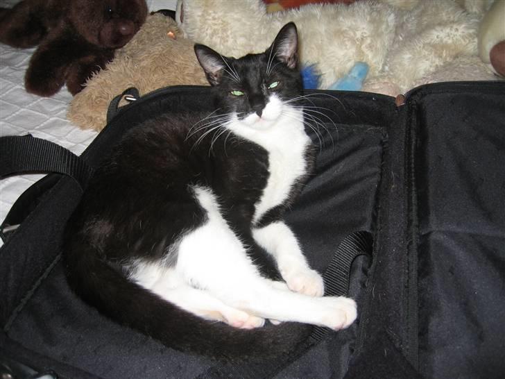 Huskat Kouvo.. ' Død * - Godmorgen.. ZzZz billede 2