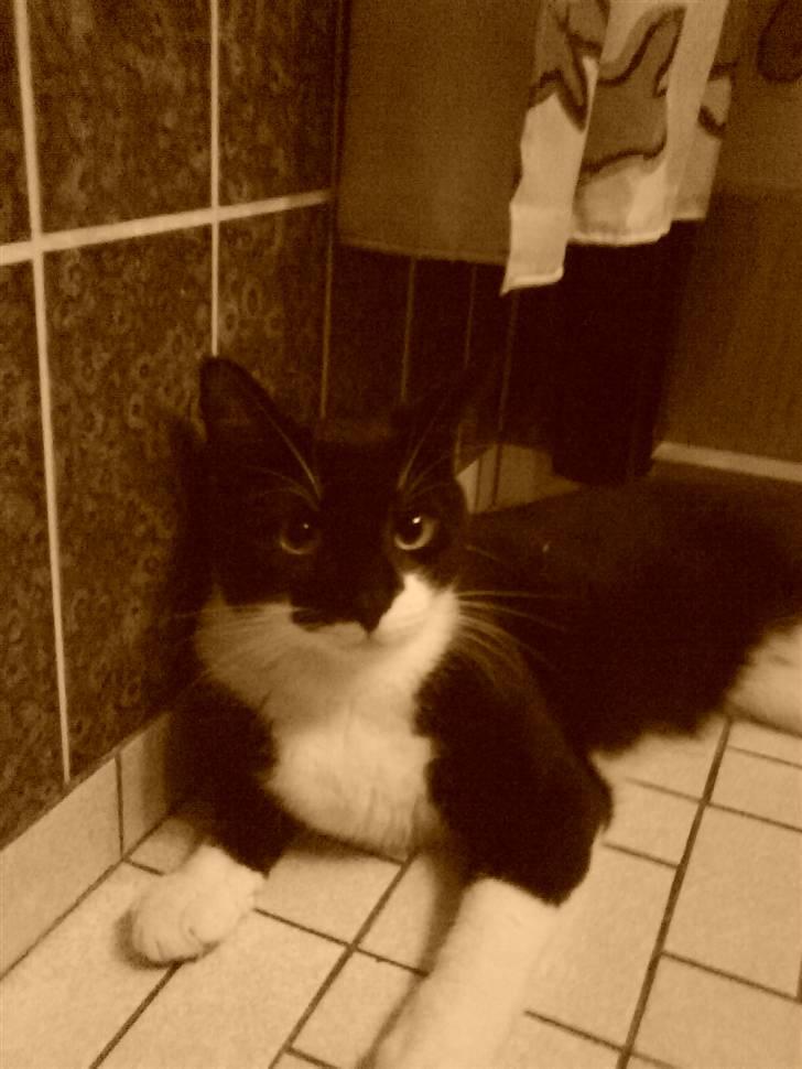 Huskat Kouvo.. ' Død * - Eeej, flere billeder.?! ..  billede 3