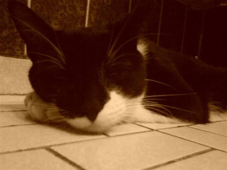 Huskat Kouvo.. ' Død * - Aaah.. Gulv varme ;) billede 4