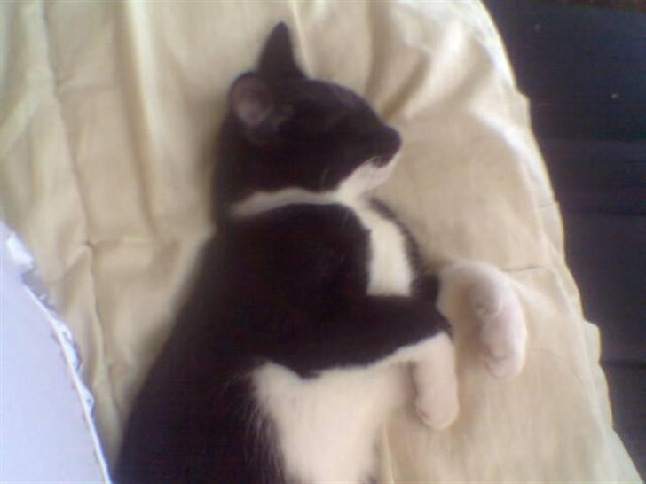 Huskat Kouvo.. ' Død * - Zzzz billede 5