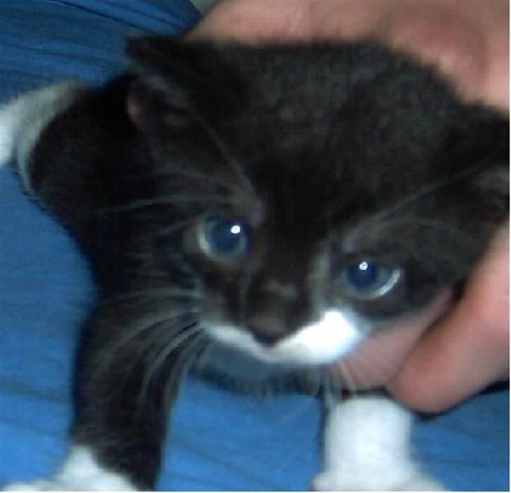 Huskat Kouvo.. ' Død * - Så lille :) billede 6