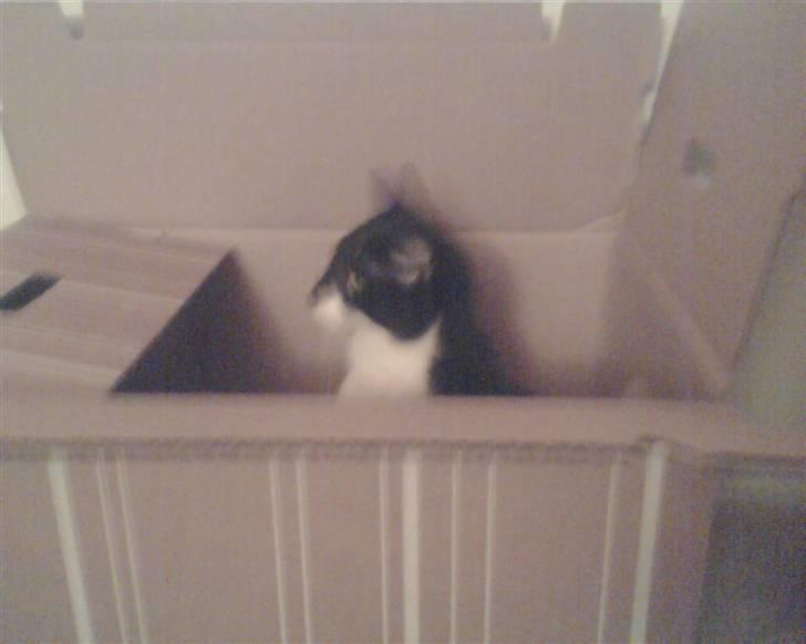 Huskat Kouvo.. ' Død * - Flytte.?!? .. Jeg VIL med.!! billede 7