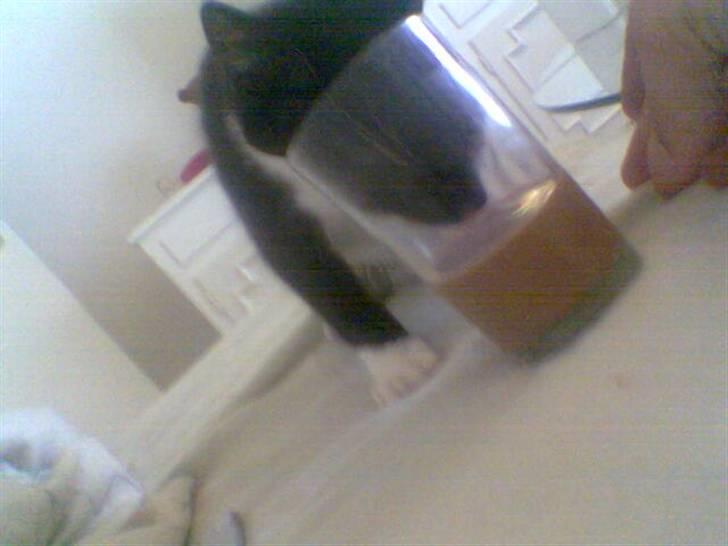 Huskat Kouvo.. ' Død * - Eeelsker kakao.. :) billede 8