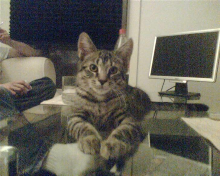 Blanding af racer Milo * !  - Liidt MainCoon er man vel.. ;) billede 7