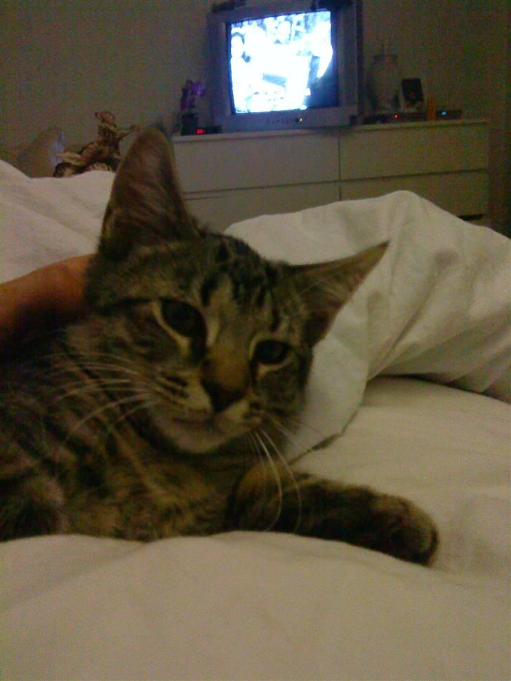 Blanding af racer Milo * !  - Bliver da liige nusset..  billede 8