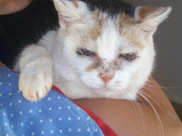 Blanding af racer Amanda R.I.P savner dig  - lille bidte søde amanda elsker at side hos billede 12