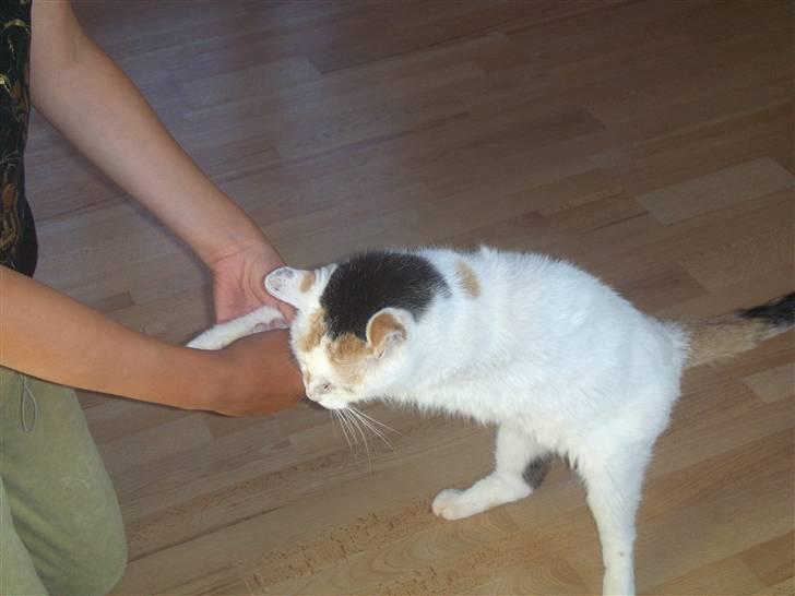 Blanding af racer Amanda R.I.P savner dig  - mig og amanda danser bugi buggi billede 13