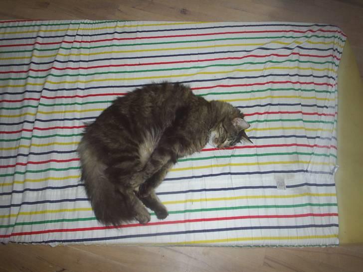 Blanding af racer Milo - Årrrh jeg er så træt billede 1